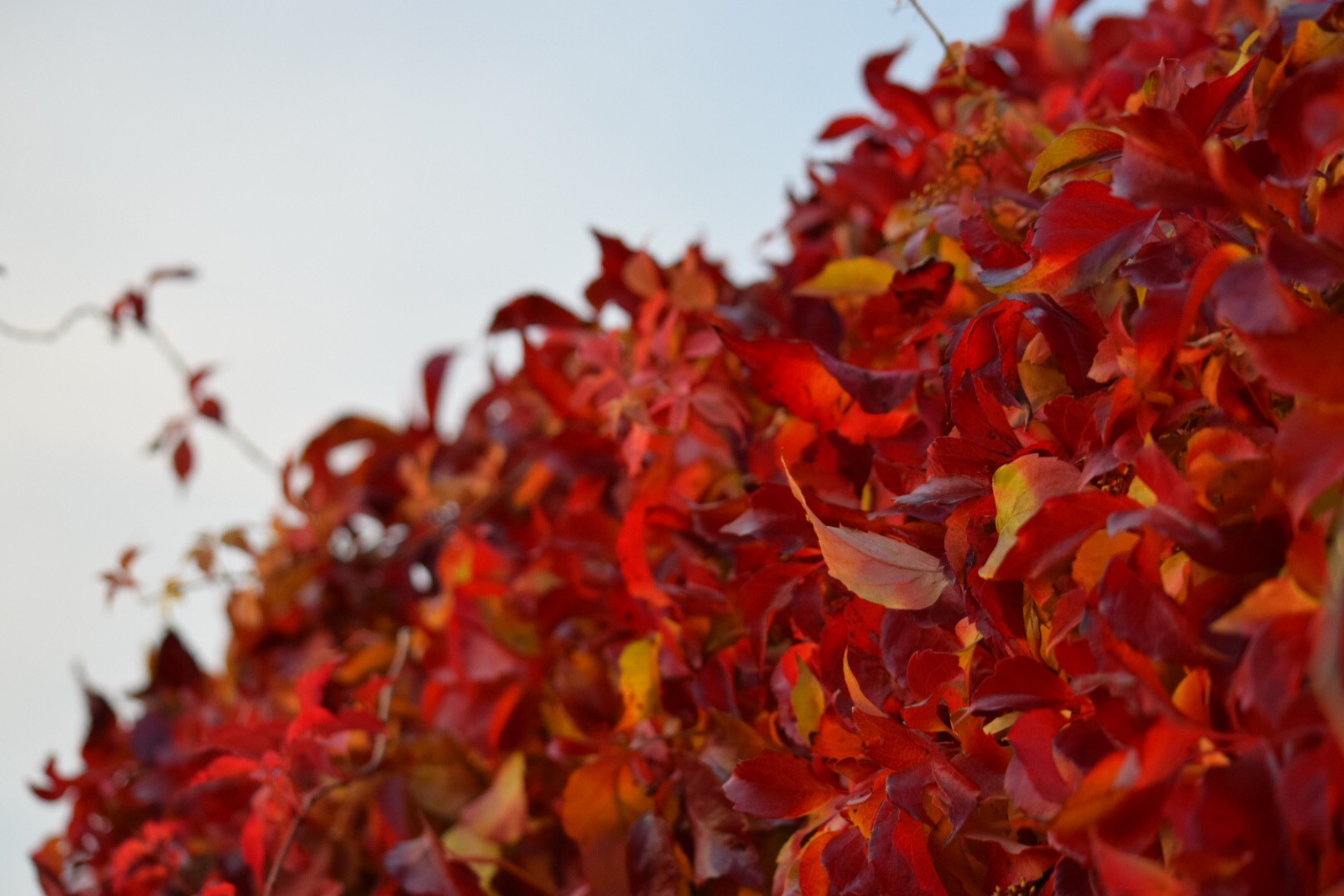 red leaves