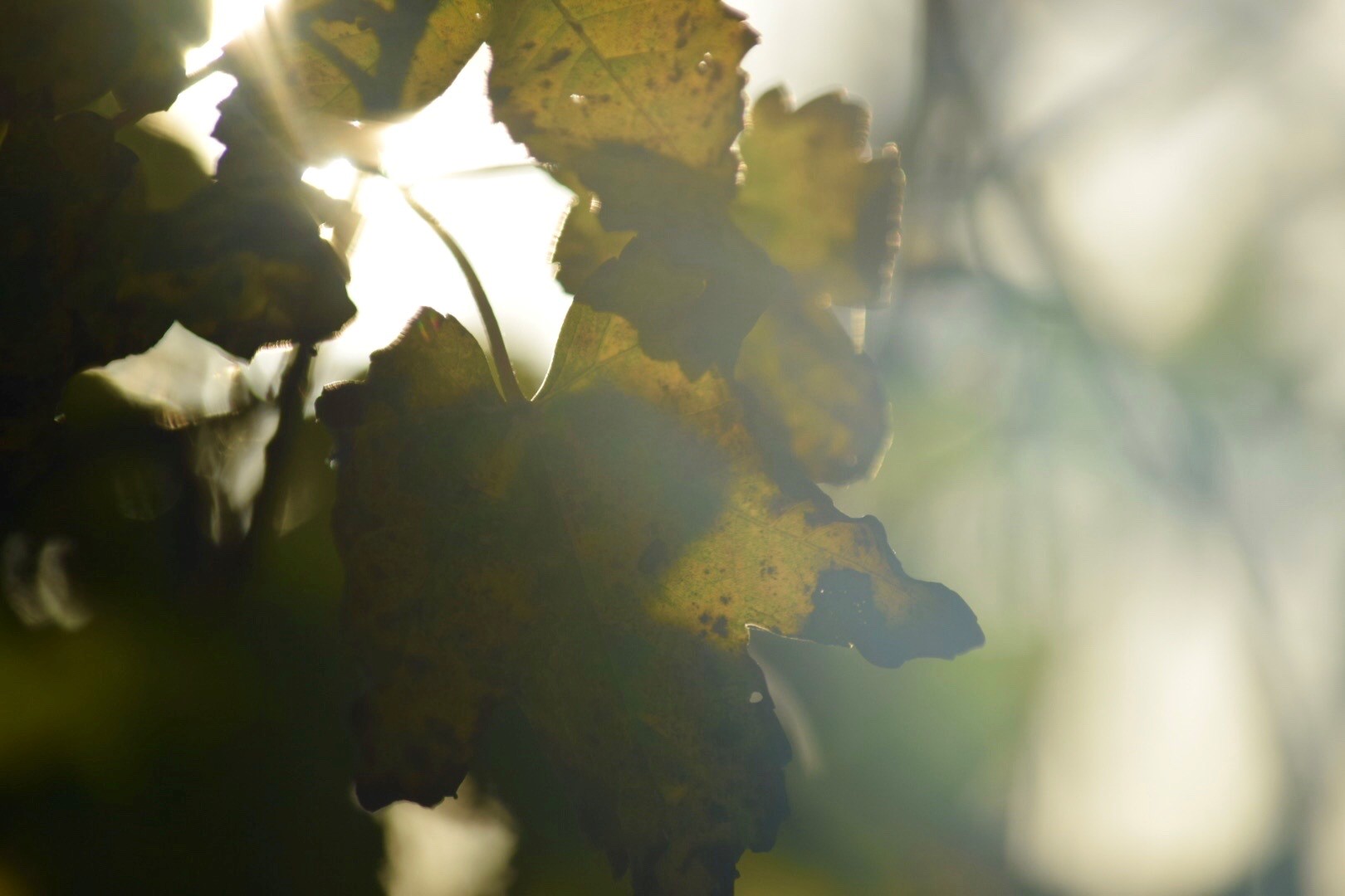 sun through leaves