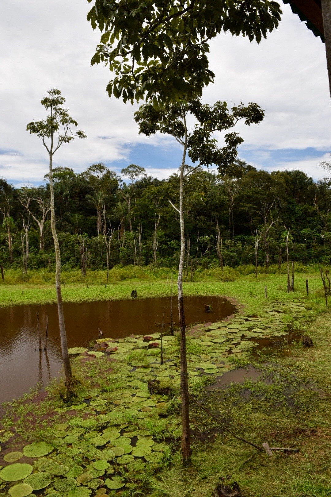 swamp