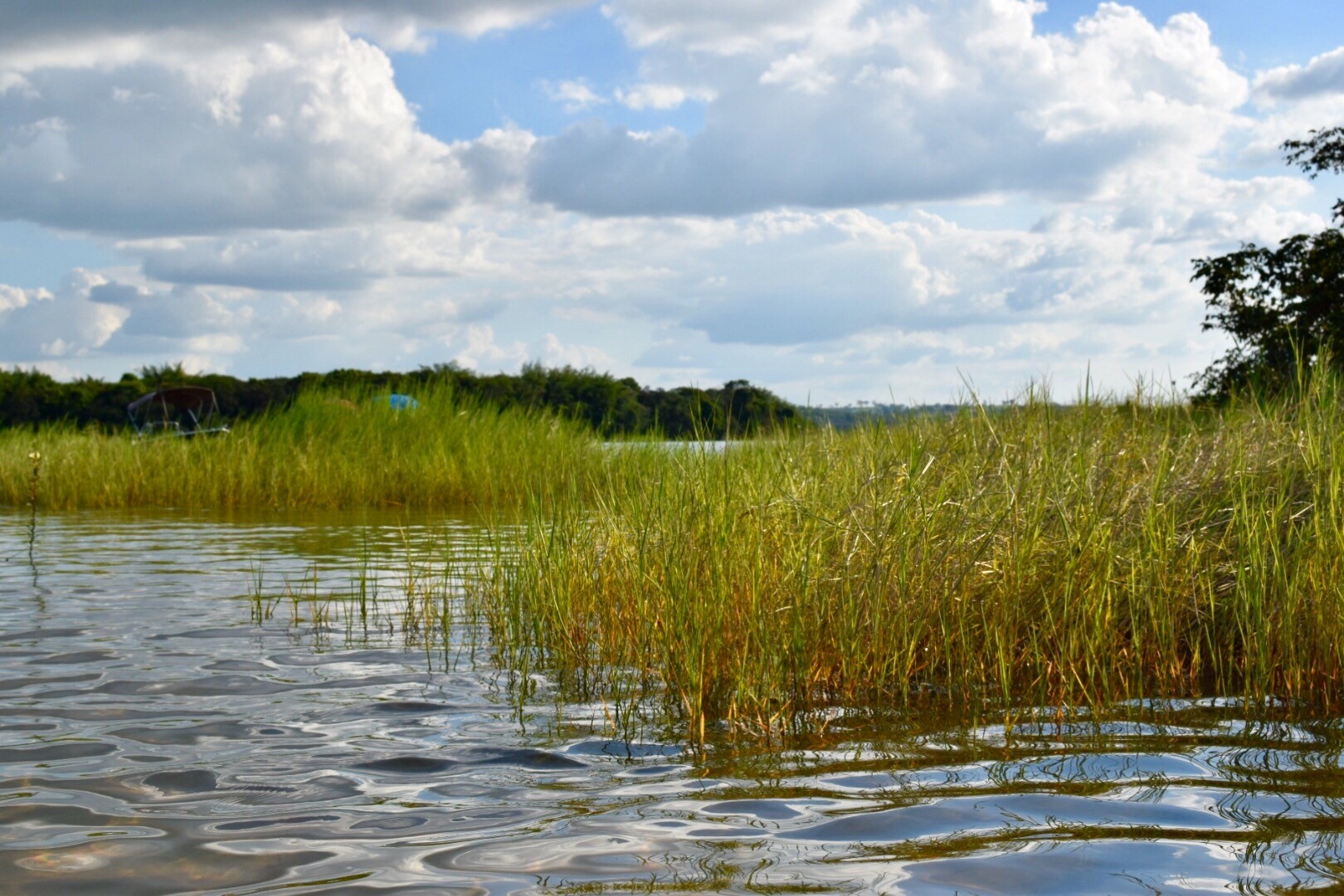 swamp water