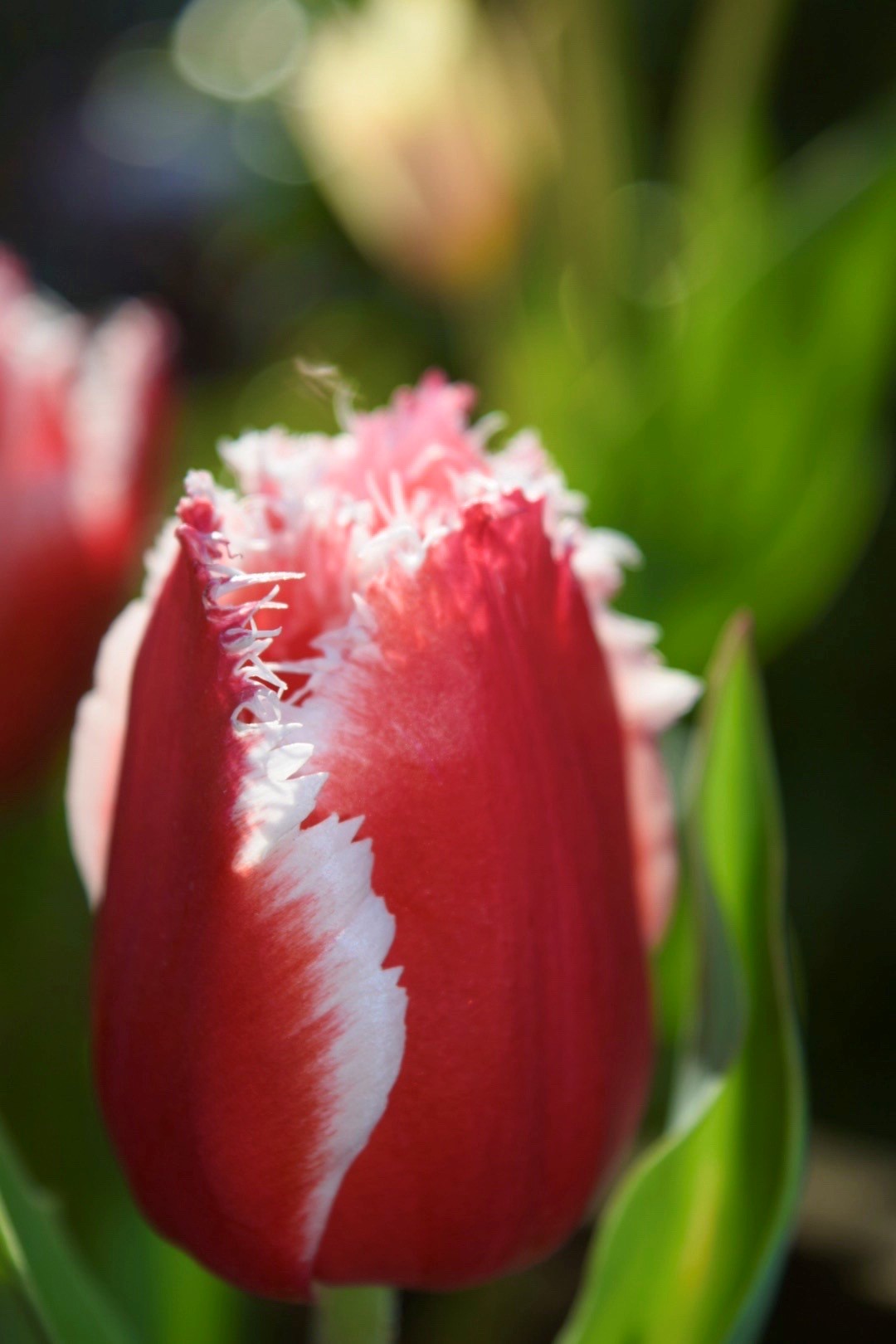 red tulip