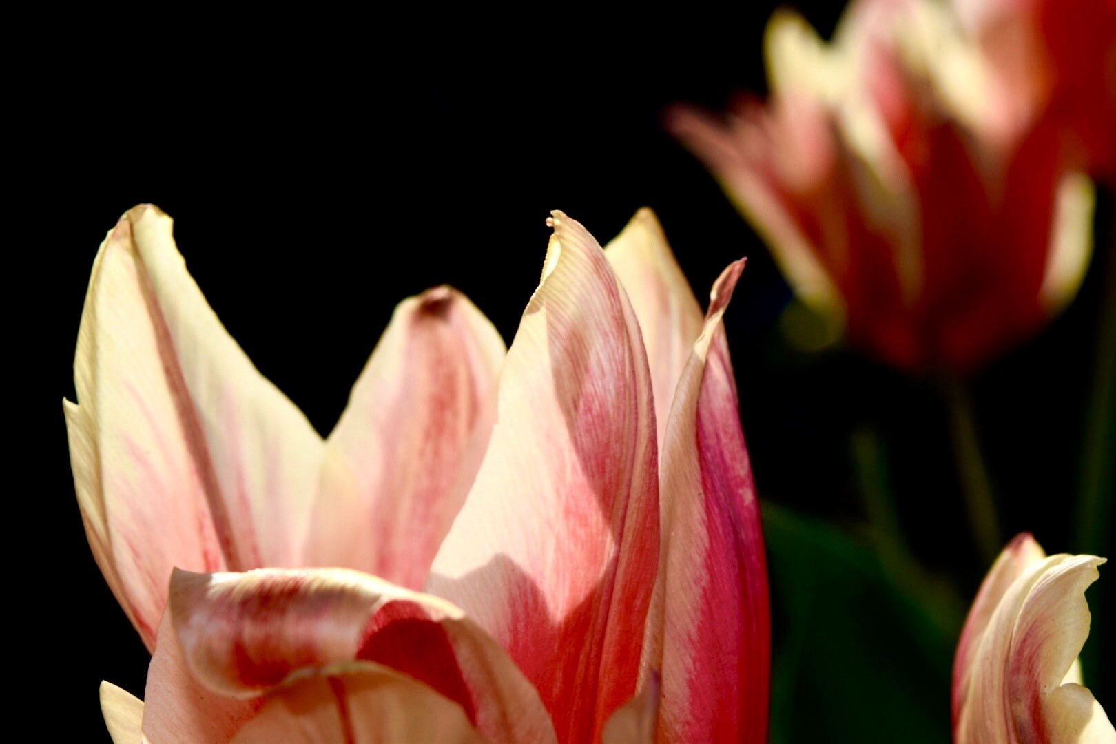 tulips