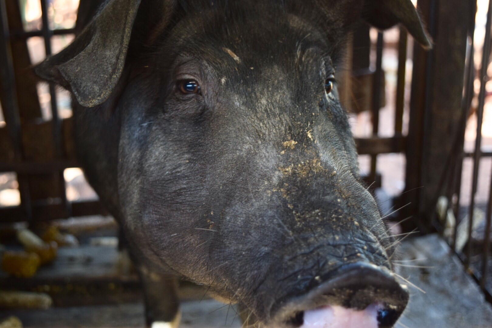 wild pig